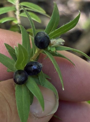 Pimelea tomentosa, photograph 2