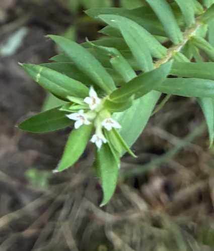 Pimelea tomentosa, photograph 3