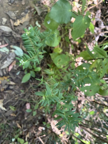 Pimelea tomentosa, photograph 4