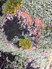 Marchandiomyces corallinus