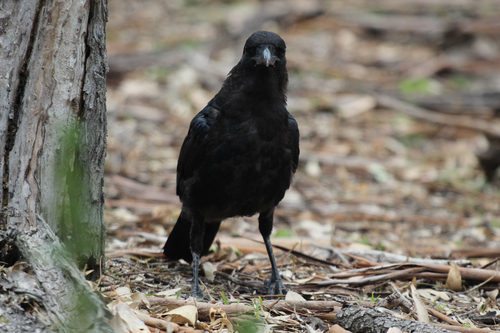 Little Raven (Corvus mellori), photo 2