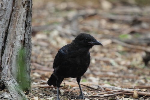 Little Raven (Corvus mellori)