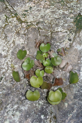 Adiantum reniforme var. reniforme image