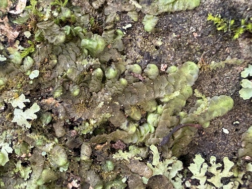 Radula acutangula, 2026-01-10