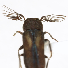 Xenorhipis hidalgoensis