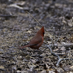 Cardinalis cardinalis cardinalis