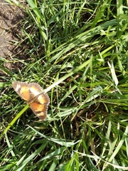 Junonia sophia