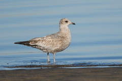 Short-Billed Gull photo 5