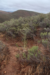 Aspalathus barbigera