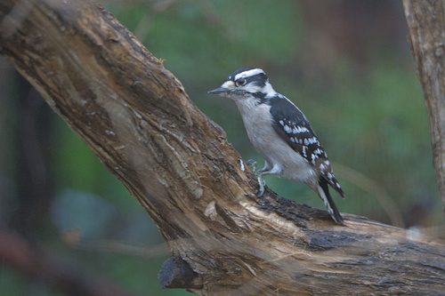 Downy Woodpecker