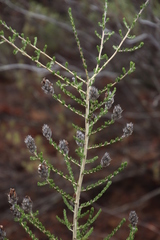 Aspalathus barbigera