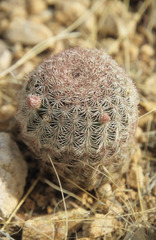 Echinocereus pectinatus rutowiorum