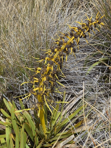 Aciphylla kirkii (Aciphylla kirkii)