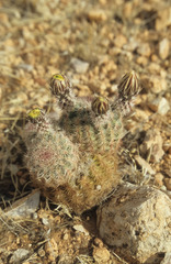 Echinocereus pectinatus rutowiorum