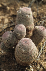Echinocereus pectinatus rutowiorum