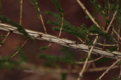 Aspalathus barbigera