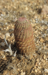 Echinocereus pectinatus rutowiorum