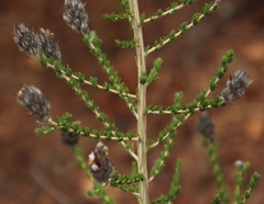 Aspalathus barbigera
