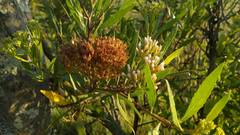 Tessaria dodonaeifolia