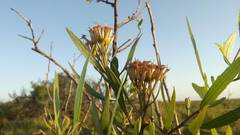 Tessaria dodonaeifolia