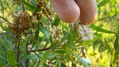 Tessaria dodonaeifolia