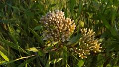 Tessaria dodonaeifolia