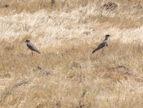 Crowned Lapwing