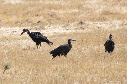 Abyssinian Ground-Hornbill