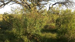 Tessaria dodonaeifolia