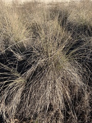 Muhlenbergia lindheimeri