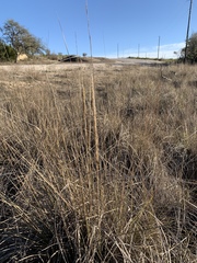 Muhlenbergia lindheimeri