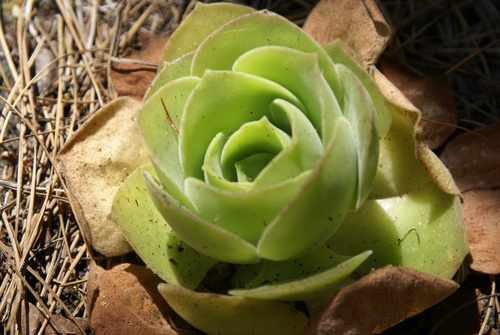 Aeonium canariense subsp. christii image