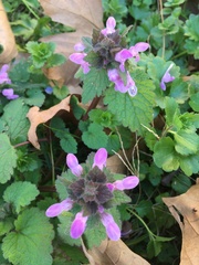 Lamium purpureum