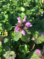 Lamium purpureum