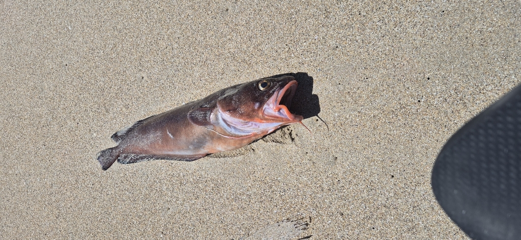 Bastard cod (Pseudophycis barbata) — Moridae