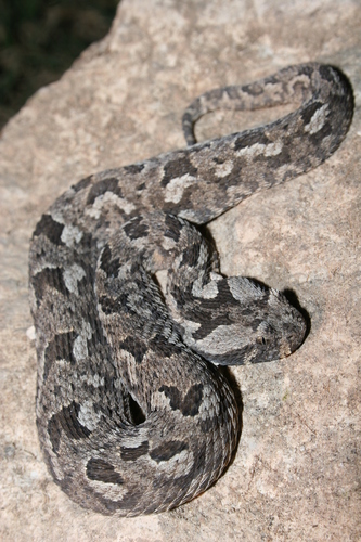 Albany Adder