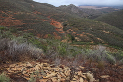 Aspalathus barbigera