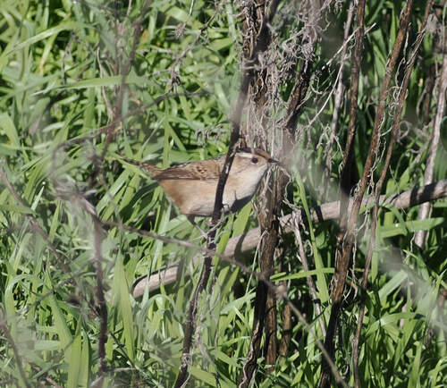 Marsh Wren (Cistothorus palustris), photo 2