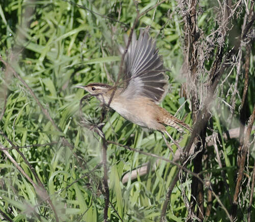 Marsh Wren (Cistothorus palustris), photo 3