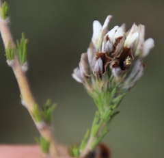 Aspalathus barbigera