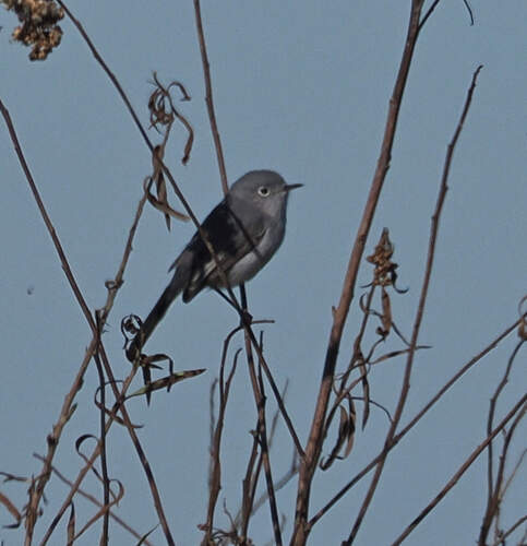 Blue-grey Gnatcatcher (Polioptila caerulea), photo 3