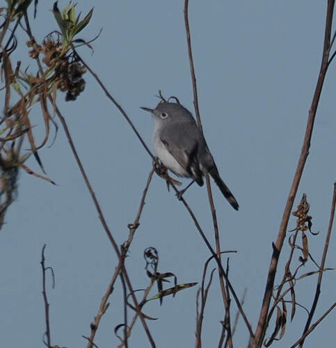 Blue-grey Gnatcatcher (Polioptila caerulea), photo 4