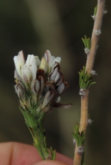 Aspalathus barbigera