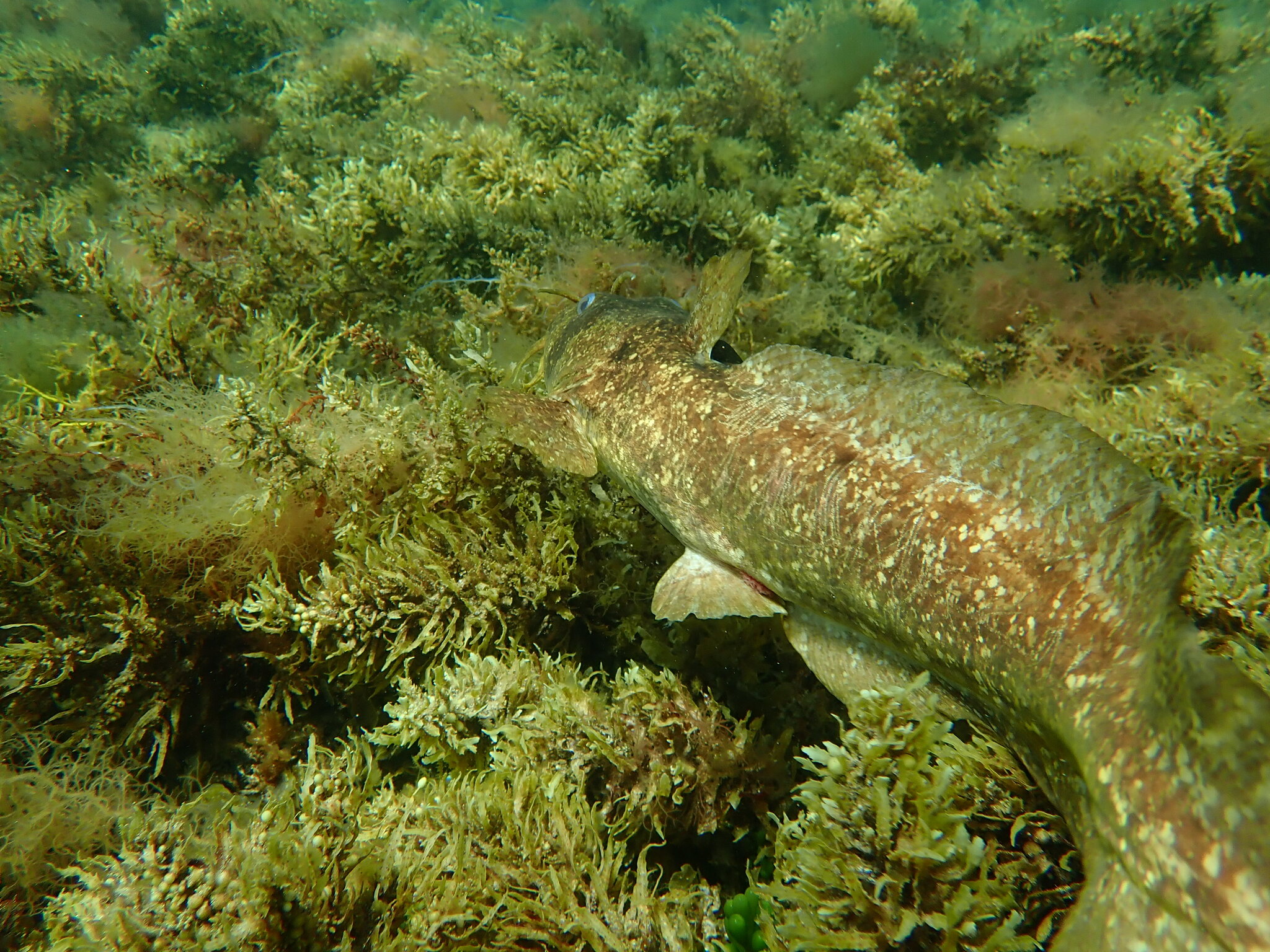 Whitelip Catfish photo 7