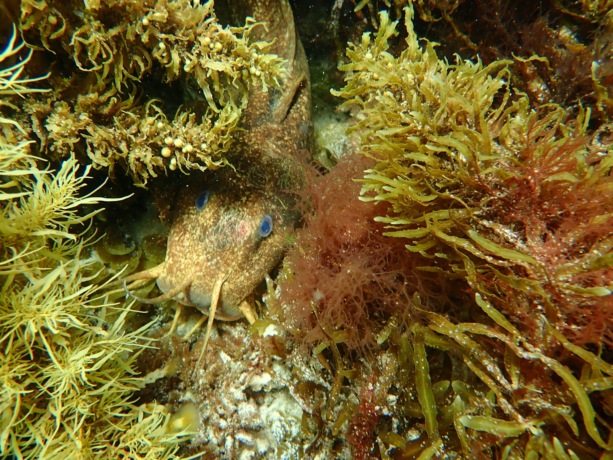 Whitelip Catfish photo 6