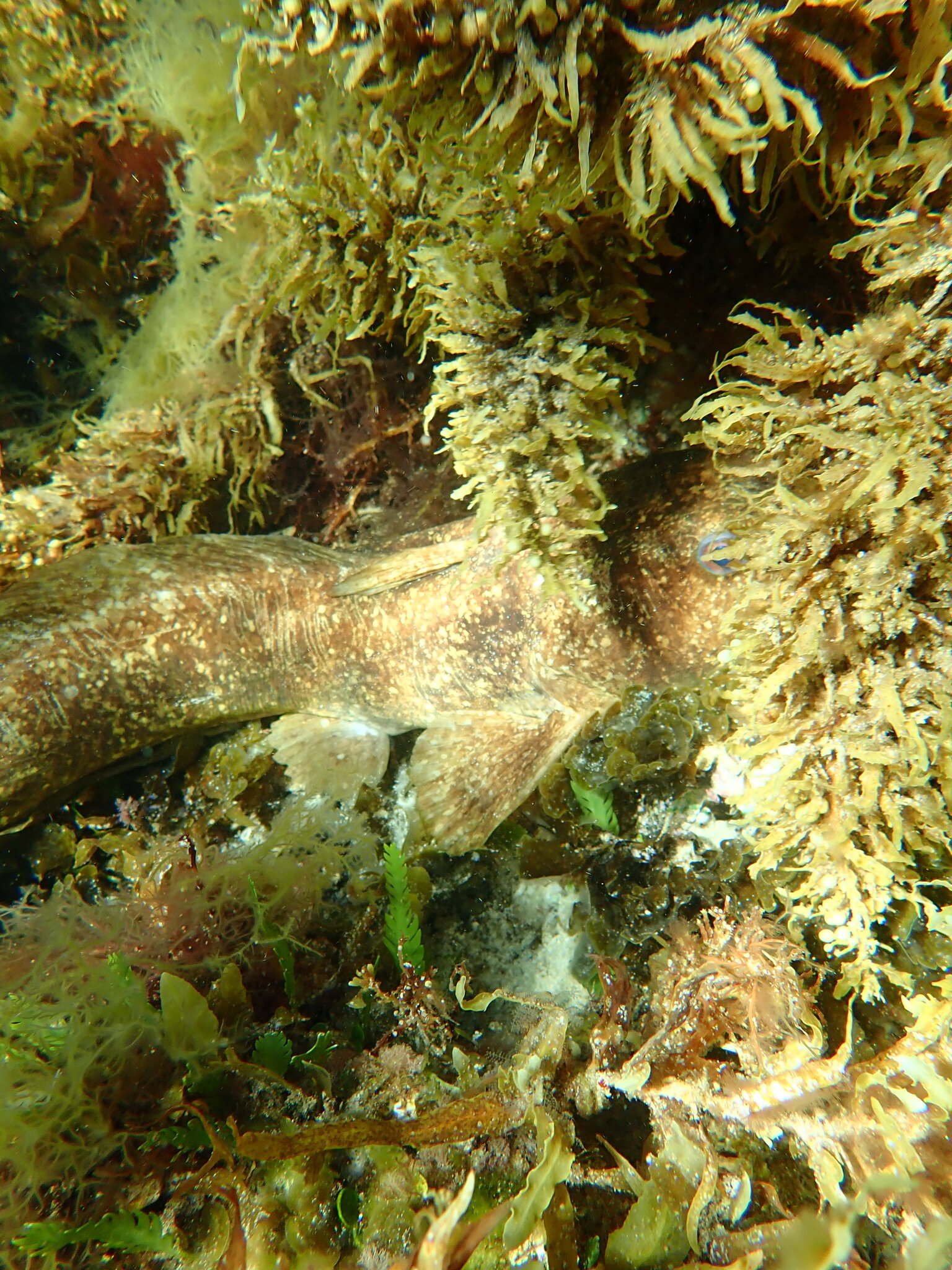 Whitelip Catfish photo 5