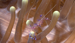 Ancylomenes sarasvati