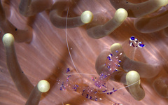 Ancylomenes sarasvati