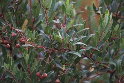 Image of Noltea africana by (c) Tony Rebelo, some rights reserved (CC BY-SA)