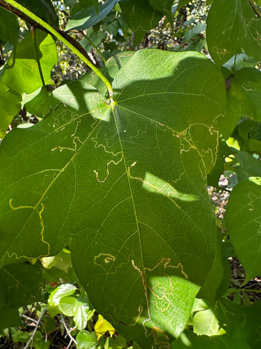Stigmella gossypii
